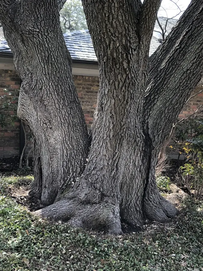 Mature heritage tree close to a Havana property cared for by certified arborists
